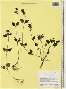 Prunella vulgaris L., Caucasus, Krasnodar Krai & Adygea (K1a) (Russia)