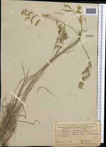 Piptatherum songaricum (Trin. & Rupr.) Roshev., Middle Asia, Western Tian Shan & Karatau (M3) (Kazakhstan)