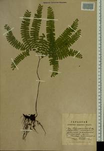 Adiantum pedatum L., Siberia, Russian Far East (S6) (Russia)