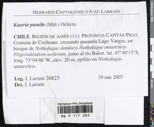 Arctoa pumila (Mitt.) Fedosov, Jan Kučera & M. Stech, Bryophytes, Bryophytes - America (BAm) (Chile)