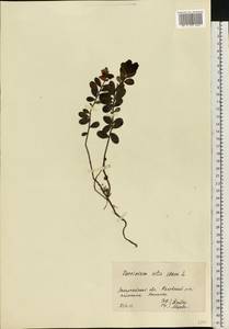 Vaccinium vitis-idaea L., Eastern Europe, West Ukrainian region (E13) (Ukraine)