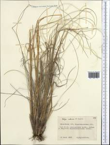 Stipa zalesskii Wilensky, Middle Asia, Muyunkumy, Balkhash & Betpak-Dala (M9) (Kazakhstan)