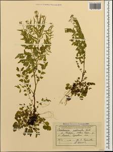 Cardamine impatiens subsp. pectinata (Pall. ex DC.) Stoj. & Stef., Caucasus, Abkhazia (K4a) (Abkhazia)