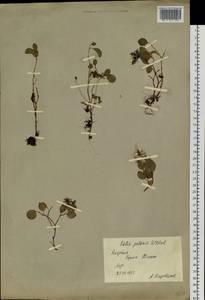 Salix polaris Wahlenb., Siberia, Yakutia (S5) (Russia)