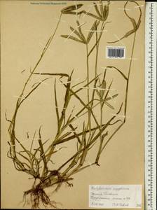 Dactyloctenium aegyptium (L.) Willd., Africa (AFR) (Ethiopia)