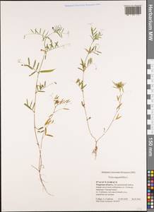 Vicia sativa subsp. nigra Ehrh., Eastern Europe, North-Western region (E2) (Russia)