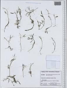 Ranunculus subrigidus W. B. Drew, Siberia, Central Siberia (S3) (Russia)