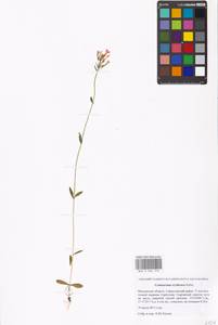 Centaurium erythraea, Eastern Europe, Moscow region (E4a) (Russia)