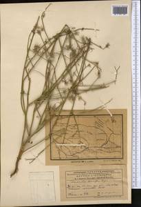 Chondrilla leiosperma Kar. & Kir., Middle Asia, Muyunkumy, Balkhash & Betpak-Dala (M9) (Kazakhstan)