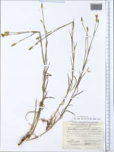Dianthus marschallii Siskin, Crimea (KRYM) (Russia)