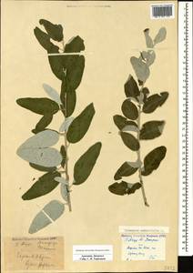 Elaeagnus angustifolia L., Caucasus, Armenia (K5) (Armenia)