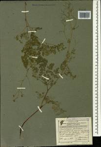 Thalictrum foetidum L., Caucasus, Dagestan (K2) (Russia)