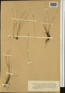 Carex davalliana Sm., Western Europe (EUR) (Poland)
