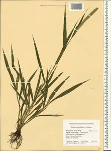 Setaria verticillata (L.) P.Beauv., Crimea (KRYM) (Russia)