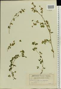 Medicago lupulina L., Eastern Europe, Moscow region (E4a) (Russia)