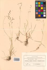 Poa leptocoma Trin., Siberia, Chukotka & Kamchatka (S7) (Russia)