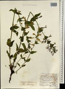 Nepeta sibirica L., Mongolia (MONG) (Mongolia)