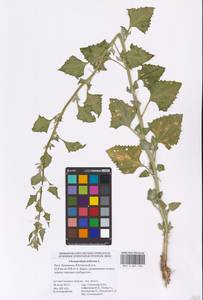 Oxybasis urbica (L.) S. Fuentes, Uotila & Borsch, Eastern Europe, Lower Volga region (E9) (Russia)