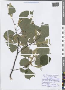 Tilia cordata Mill., Eastern Europe, Moscow region (E4a) (Russia)