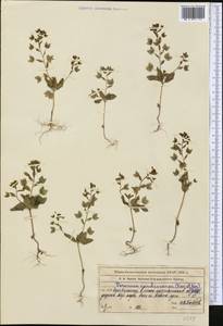 Veronica cardiocarpa, Middle Asia, Western Tian Shan & Karatau (M3) (Kazakhstan)