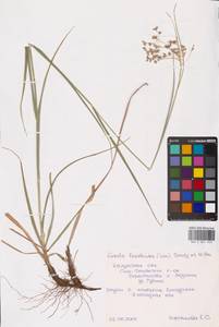 Luzula luzuloides (Lam.) Dandy & E.Willm., Eastern Europe, Central region (E4) (Russia)