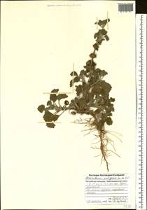 Marrubium vulgare L., Eastern Europe, Lower Volga region (E9) (Russia)