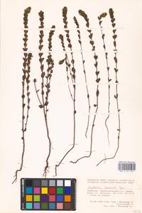 MHA 0 161 676, Euphrasia pectinata Ten., Eastern Europe, Eastern region (E10) (Russia)