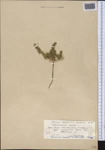 Horaninovia anomala (C.A.Mey.) Moq., Middle Asia, Karakum (M6) (Turkmenistan)