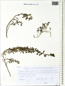Dysphania pumilio (R. Br.) Mosyakin & Clemants, Eastern Europe, Belarus (E3a) (Belarus)