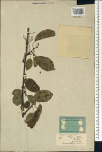 Prunus avium (L.) L., Caucasus, Stavropol Krai, Karachay-Cherkessia & Kabardino-Balkaria (K1b) (Russia)