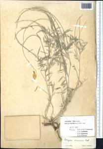 Astragalus krauseanus Regel, Middle Asia, Western Tian Shan & Karatau (M3) (Uzbekistan)
