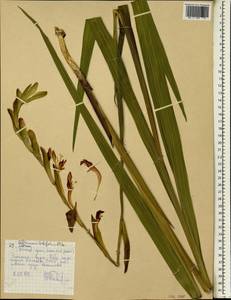 Gladiolus abyssinicus (Brongn. ex Lem.) B.D.Jacks., Africa (AFR) (Ethiopia)