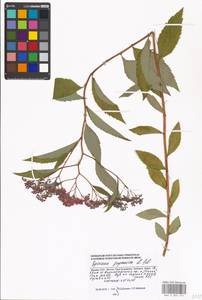 Spiraea japonica L. fil., Eastern Europe, Moscow region (E4a) (Russia)