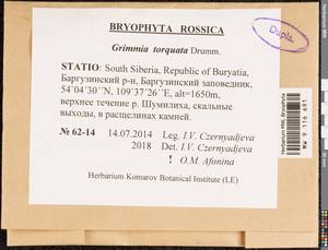 Grimmia torquata Drumm., Bryophytes, Bryophytes - Baikal & Transbaikal regions (B18) (Russia)