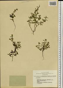 Scutellaria scordiifolia Fisch. ex Schrank, Siberia, Altai & Sayany Mountains (S2) (Russia)