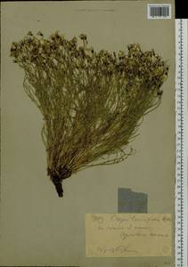 Crepidiastrum tenuifolium (Willd.) Sennikov, Siberia, Western (Kazakhstan) Altai Mountains (S2a) (Kazakhstan)