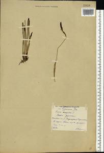 Carex cespitosa L., Eastern Europe, Central forest region (E5) (Russia)