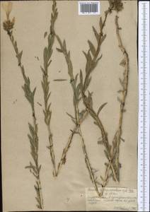 Linum heterosepalum, Middle Asia, Northern & Central Tian Shan (M4) (Kazakhstan)
