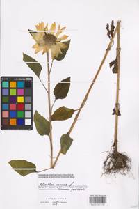 Helianthus annuus L., Eastern Europe, Moscow region (E4a) (Russia)