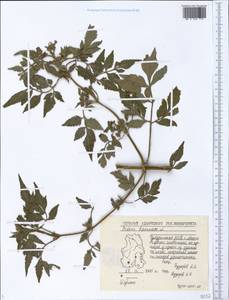 Bidens bipinnata L., Eastern Europe, Volga-Kama region (E7) (Russia)