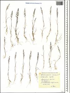 Catapodium rigidum (L.) C.E.Hubb., Caucasus, Krasnodar Krai & Adygea (K1a) (Russia)