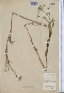 Seseli strictum Ledeb., Middle Asia, Northern & Central Kazakhstan (M10) (Kazakhstan)