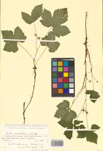 Rubus humulifolius C. A. Mey., Siberia, Russian Far East (S6) (Russia)
