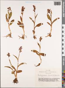 Dactylorhiza viridis (L.) R.M.Bateman, Pridgeon & M.W.Chase, Siberia, Altai & Sayany Mountains (S2) (Russia)