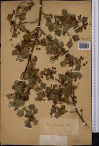 Ribes saxatile Pall., Middle Asia, Dzungarian Alatau & Tarbagatai (M5) (Kazakhstan)