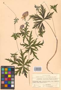 Aconitum karafutense subsp. karafutense, Siberia, Russian Far East (S6) (Russia)