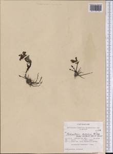 Pedicularis novaiae-zemliae (Hultén) Kozhevn., America (AMER) (United States)