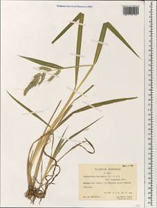 Echinochloa crus-galli (L.) P.Beauv., South Asia, South Asia (Asia outside ex-Soviet states and Mongolia) (ASIA) (China)