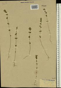 Euphrasia ×vernalis List, Eastern Europe, Central forest region (E5) (Russia)