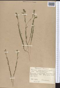 Linum corymbulosum Rchb., Middle Asia, Western Tian Shan & Karatau (M3) (Kyrgyzstan)